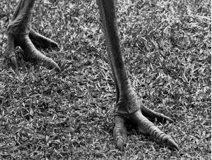 PATAS