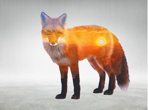 FOX AND SUN