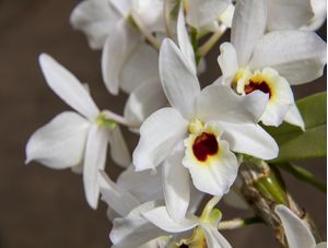 FLOR ORQUÍDEA BRANCA