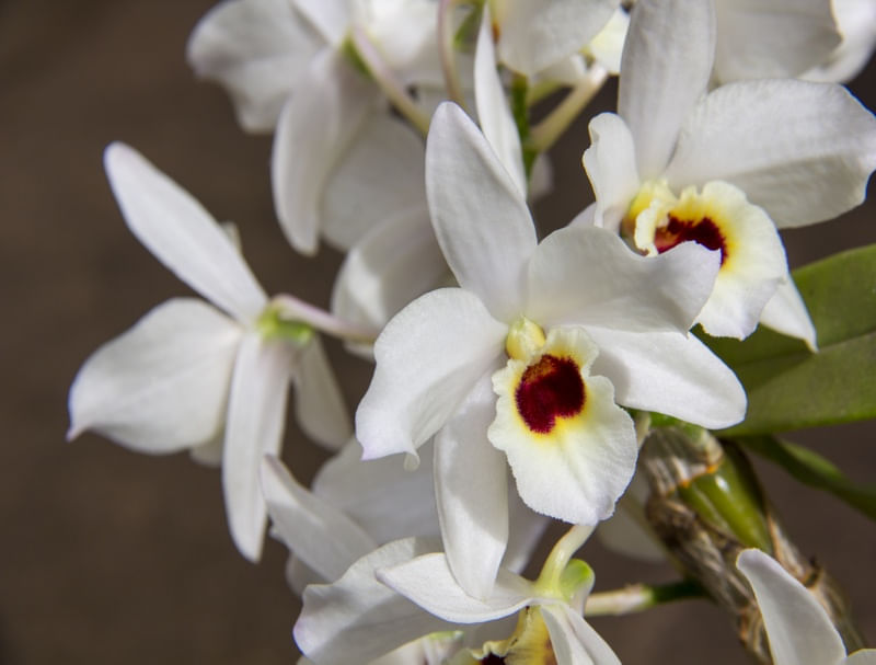 FLOR ORQUÍDEA BRANCA