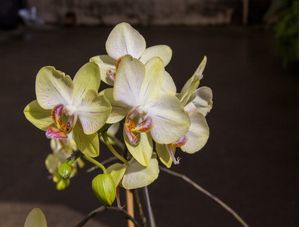 ORQUÍDEA BEGE FUNDO ESCURO