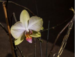 ORQUÍDEA SOLITÁRIA FUNDO ESCURO