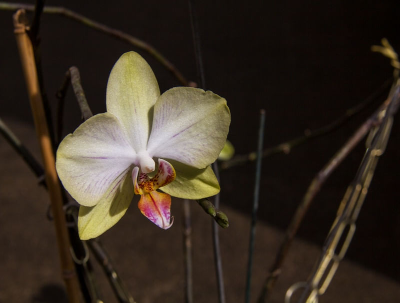 ORQUÍDEA SOLITÁRIA FUNDO ESCURO