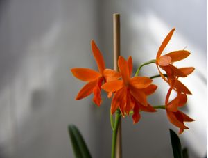 ORQUÍDEA LARANJA FUNDO CINZA