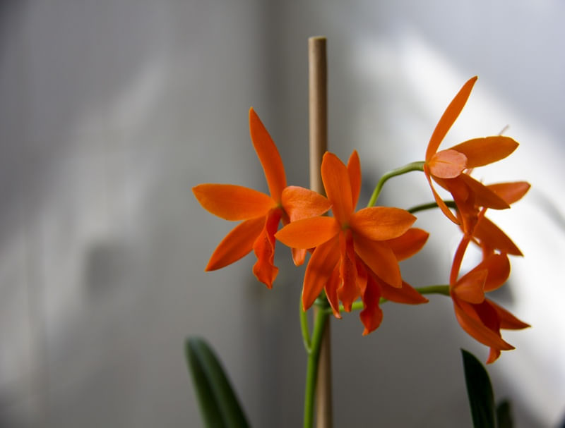 ORQUÍDEA LARANJA FUNDO CINZA