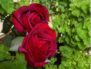 ROSAS VERMELHAS E AVENCAS