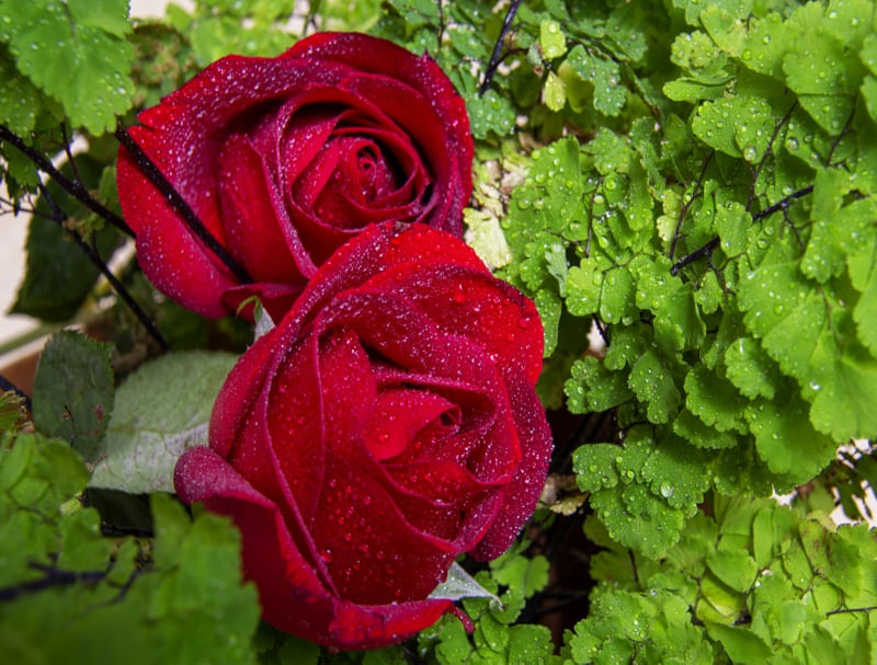 ROSAS VERMELHAS E AVENCAS