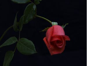 ROSA VERMELHA FUNDO ESCURO