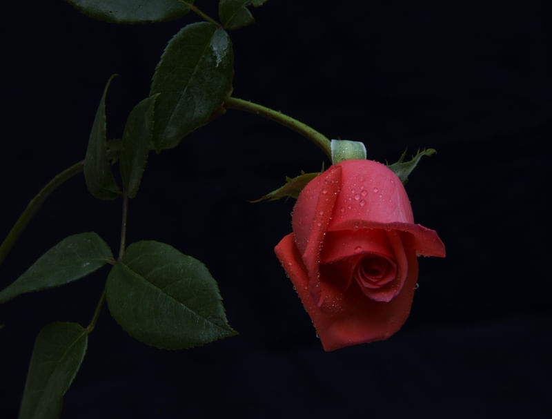 ROSA VERMELHA FUNDO ESCURO