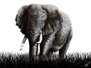 ELEFANTE 1