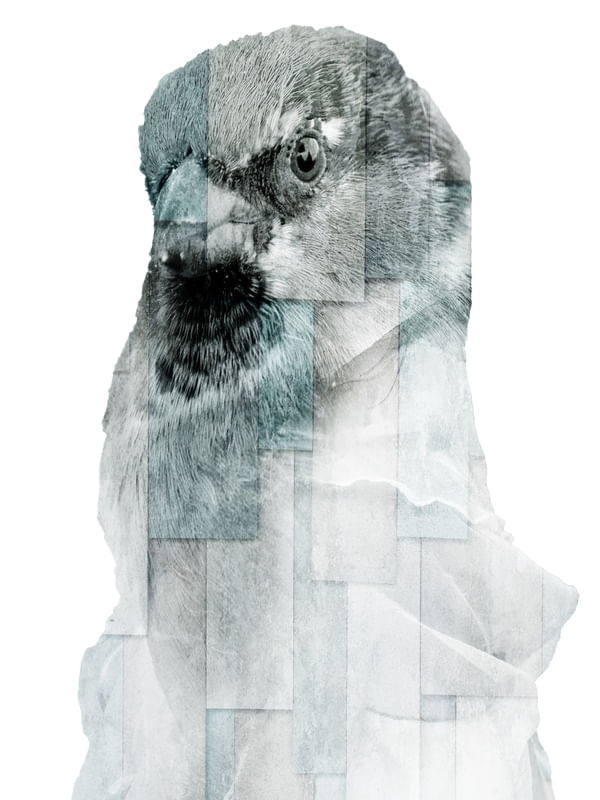 CITY OF BIRDS 18