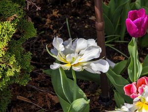 TULIPA BRANCA