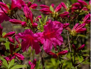 FLOR AZALEIA ROSA