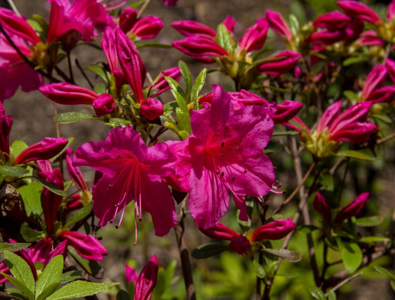 FLOR AZALEIA ROSA
