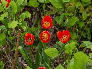TULIPAS LARANJA