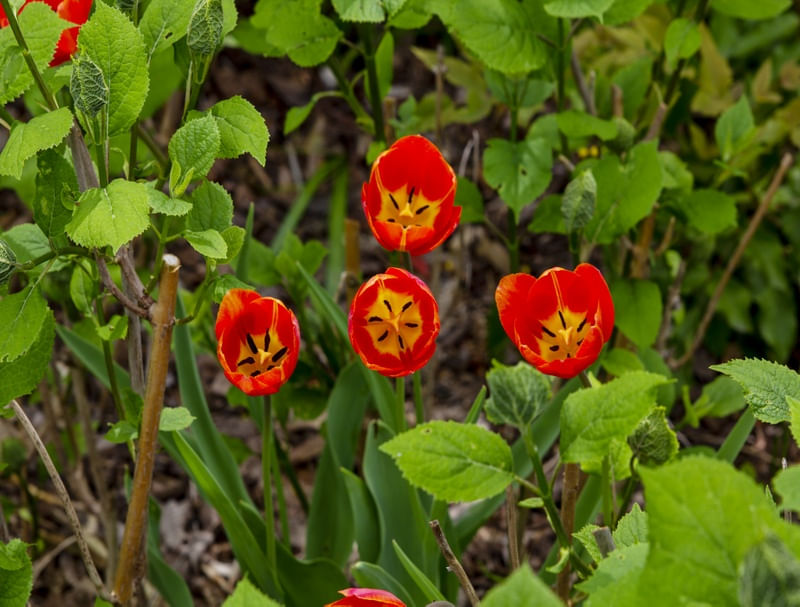 TULIPAS LARANJA