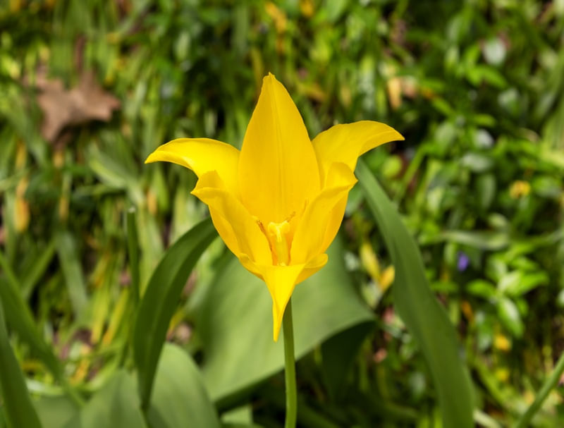 TULIPA AMARELA FUNDO VERDE