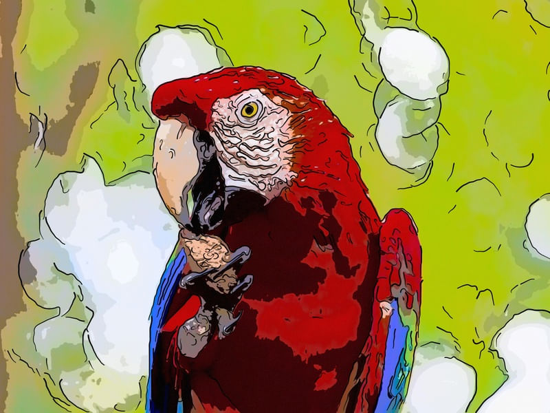 ARARA VERMELHA ABSTRATA
