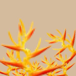 HELICÔNIA PIXEL 02 |QD