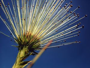 VARIAÇÕES DAS PLANTAS DO CERRADO - CHUVEIRINHO