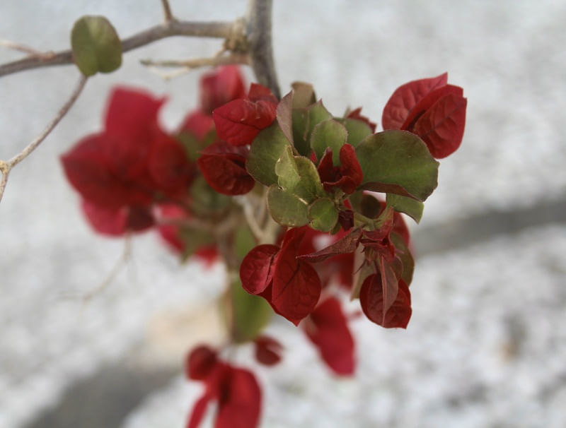 FLOR VERMELHA POR THAI STEFFENS