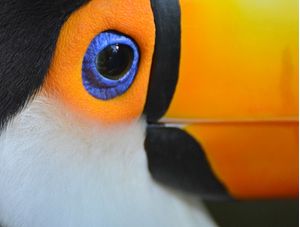 TUCANO EM FOCO