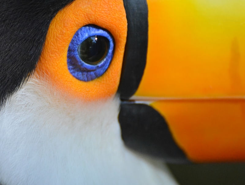 TUCANO EM FOCO