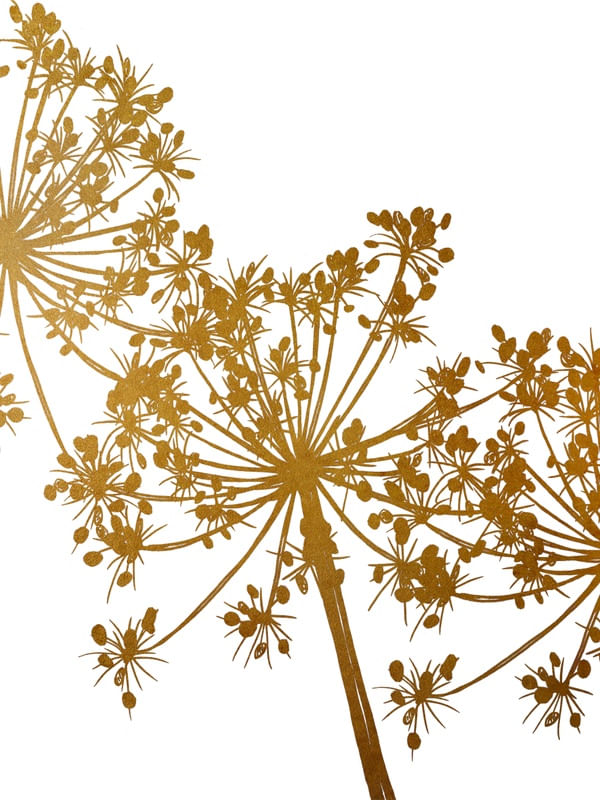 COW'S PARSLEY 2, OURO FLORAIS MINIMALISTA SKETCH
