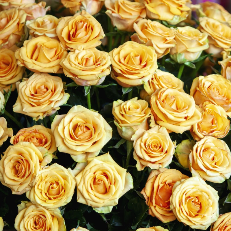 FUNDO DE ROSAS - QUADRADA