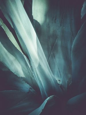 CACTOS ABSTRATO VERDE