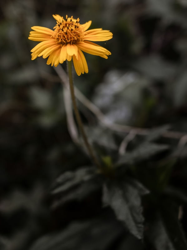 A PEQUENA FLOR