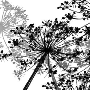COW'S PARSLEY MULTI 2, PRATA PRETO BRANCO QUADRADO