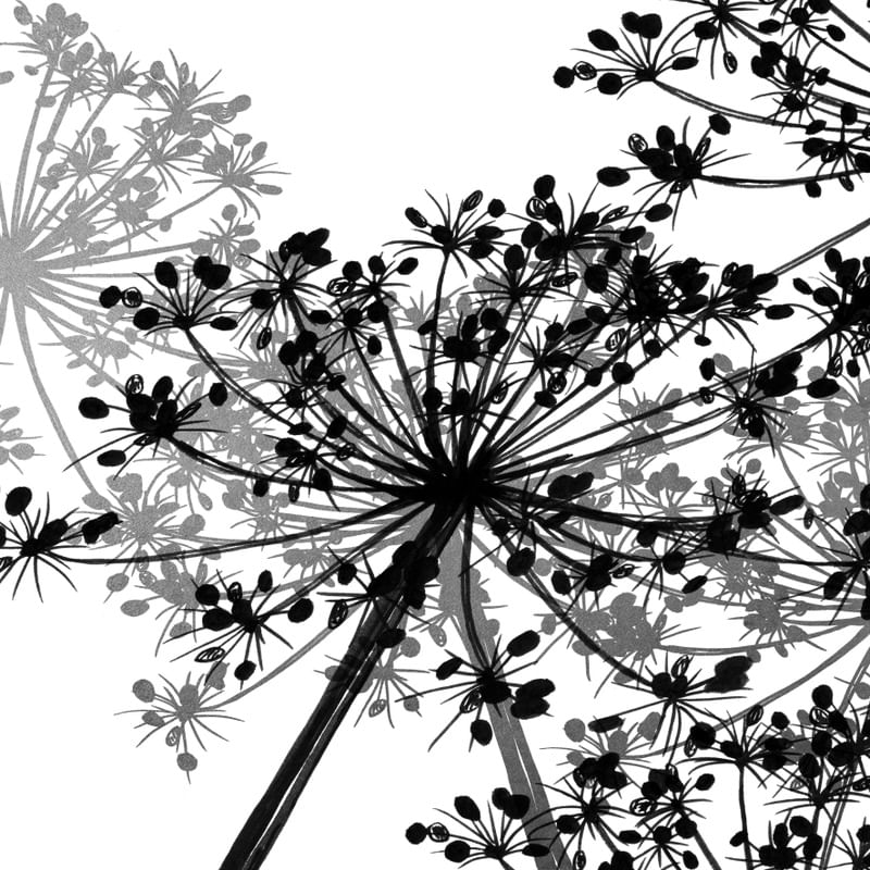 COW'S PARSLEY MULTI 2, PRATA PRETO BRANCO QUADRADO