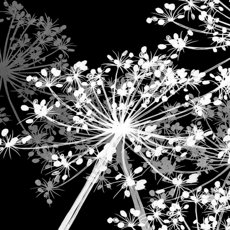 COW'S PARSLEY MULTI 4, PRETO BRANCO PRATA QUADRADO