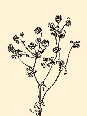 ASTRANTIA, BEGE FLORAIS SKETCH MINIMALISTA ILUSTRAÇÃO