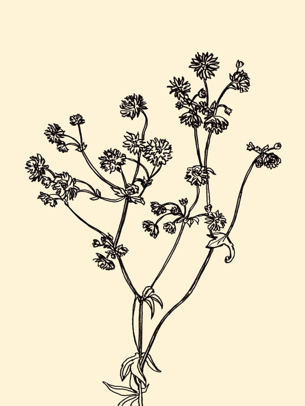 ASTRANTIA, BEGE FLORAIS SKETCH MINIMALISTA ILUSTRAÇÃO