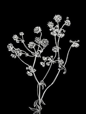 ASTRANTIA, PRETO FLORAIS SKETCH MINIMALISTA ILUSTRAÇÃO