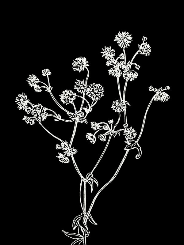 ASTRANTIA, PRETO FLORAIS SKETCH MINIMALISTA ILUSTRAÇÃO