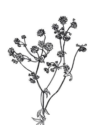 ASTRANTIA, BRANCO FLORAIS SKETCH MINIMALISTA ILUSTRAÇÃO