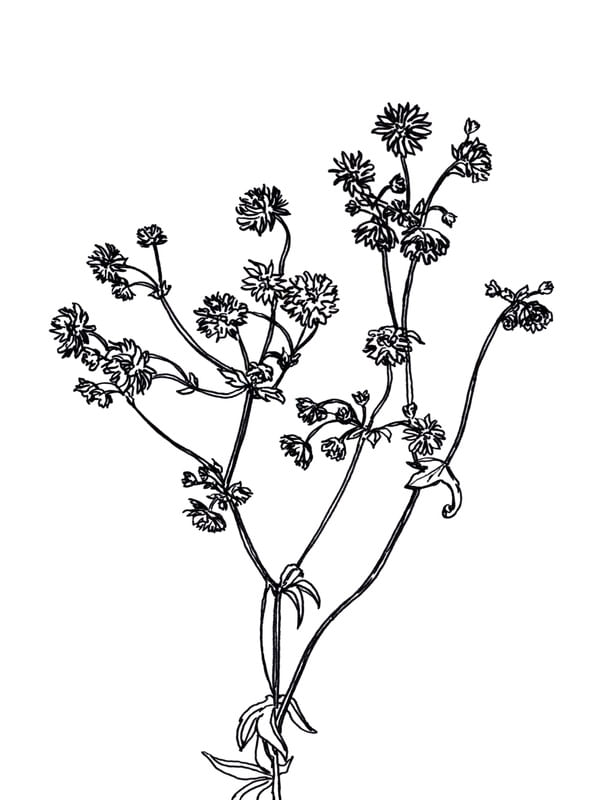 ASTRANTIA, BRANCO FLORAIS SKETCH MINIMALISTA ILUSTRAÇÃO