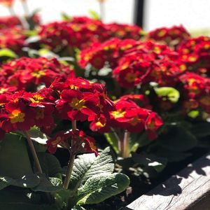 PEQUENAS FLORES VERMELHAS