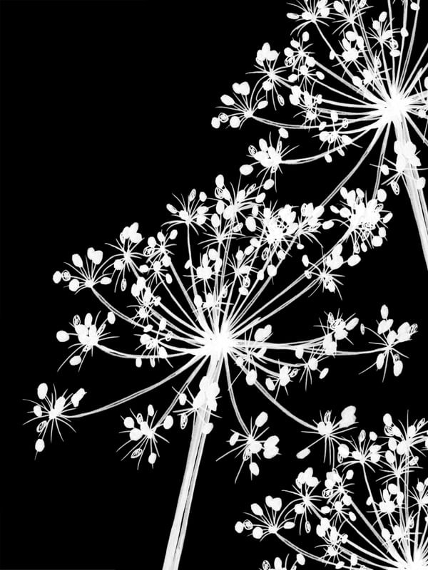 COW'S PARSLEY 1, PRETO FLORAIS MINIMALISTA SKETCH