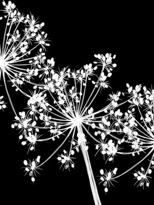 COW'S PARSLEY 2, PRETO FLORAIS MINIMALISTA SKETCH