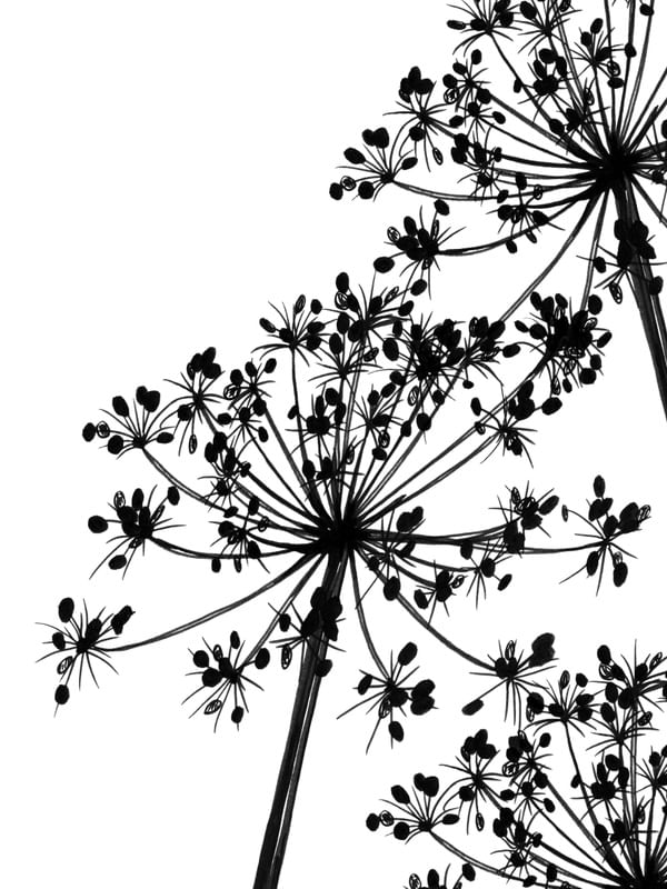 COW'S PARSLEY 1, BRANCO FLORAIS MINIMALISTA SKETCH