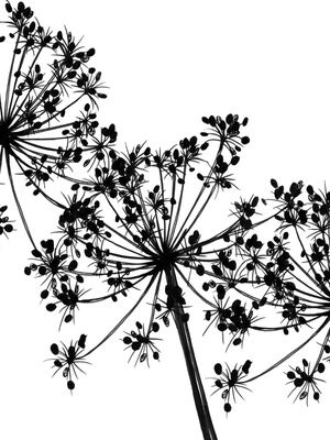 COW'S PARSLEY 2, BRANCO FLORAIS MINIMALISTA SKETCH