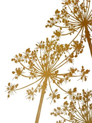 COW'S PARSLEY 1, OURO FLORAIS MINIMALISTA SKETCH
