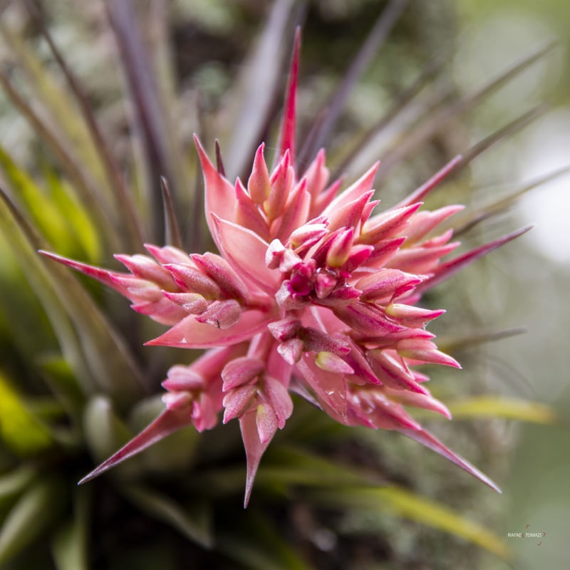 FLOR COM PONTAS - QUADRADA