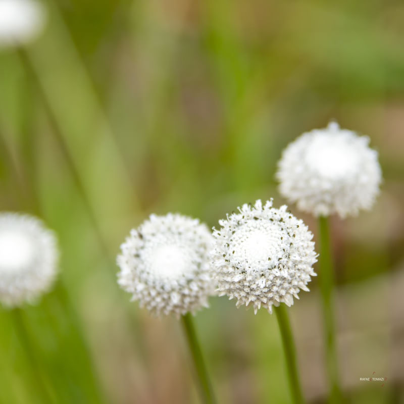 FLOR EM BOLA - QUADRADA