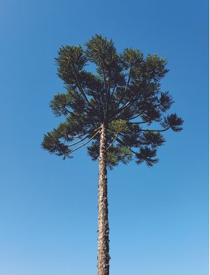 ARAUCÁRIA A SÓS