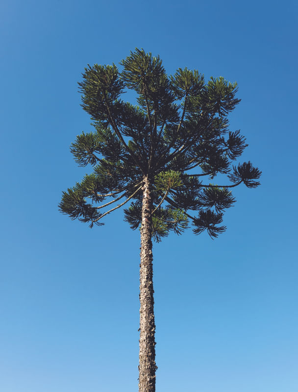 ARAUCÁRIA A SÓS